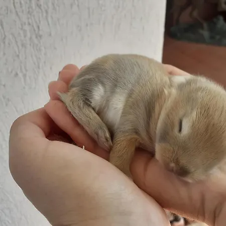 Farma Peterpan Pietra Ligure