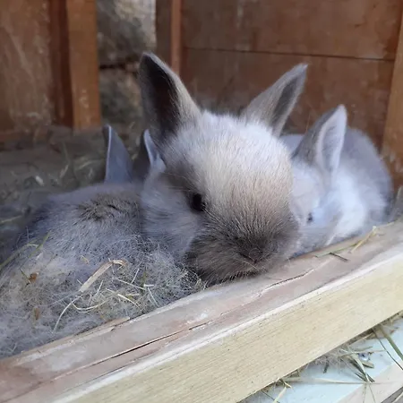 Alojamento de Turismo Rural Peterpan