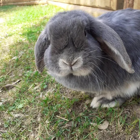 Alojamento de Turismo Rural Peterpan *