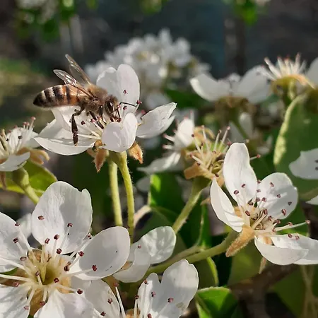 Фермерский дом Peterpan