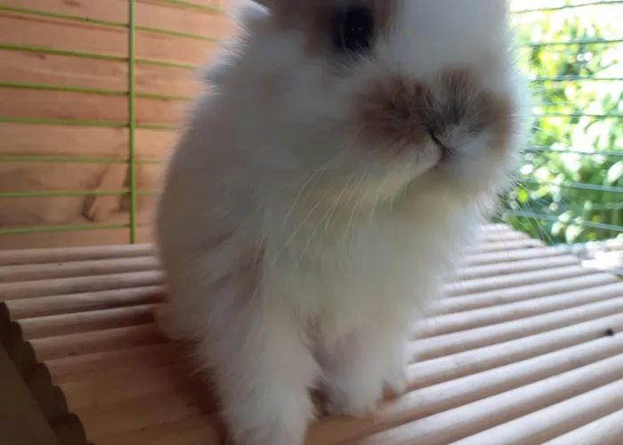 팜스테이 Peterpan *