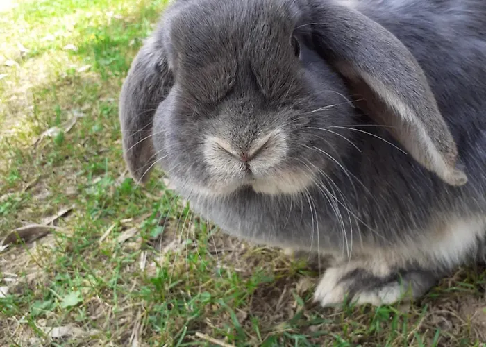 Feriegård Peterpan *